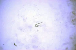 Sturmey Archer Palfjeder SA Sprinter & AT-3